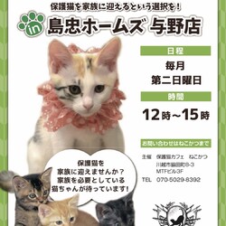 保護猫の譲渡会
