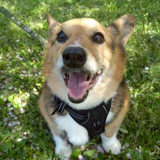 まん丸おめめのコーギー【マロン】くん