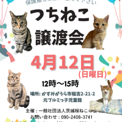 つちねこ譲渡会