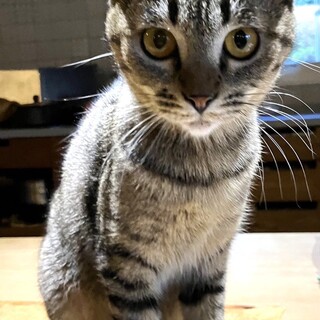 【4/12東銀座】のいちゃん★11か月♪