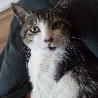 人懐っこいキャリア猫