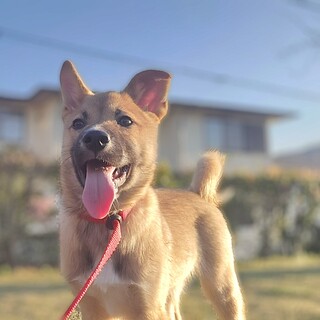 推定3.5ヶ月アンジー