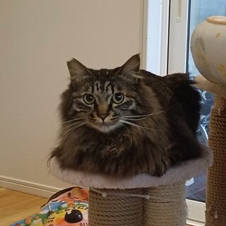 小タヌキみたいな、長毛チョモ君　足短っ！