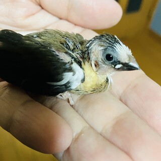 十姉妹雛ちゃん里親様募集