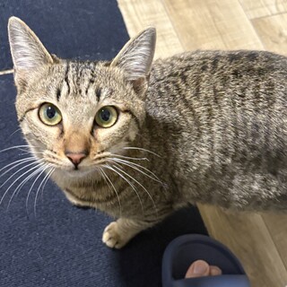 ！里親になってくださる方を募集してます！