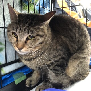 幸せの輪のしっぽの、ラスカルくん