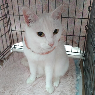 7才だけど、美魔女のお膝大好き猫『はる』