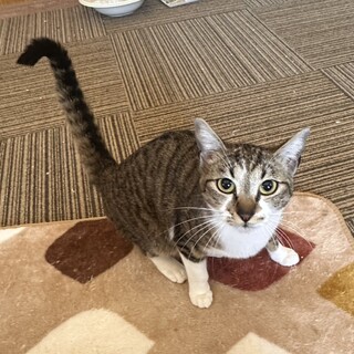 高い場所で寝るのが好きな★みぃちゃん