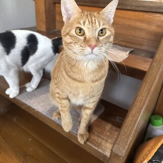 こうちゃん♂★５兄妹の中では食いしん坊