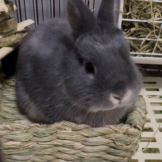 ネザーランドドワーフの女の子です！