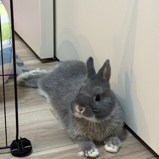 ネザーランドドワーフの女の子です！