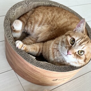 甘えん坊で癒し系♡くーちゃんの家族募集