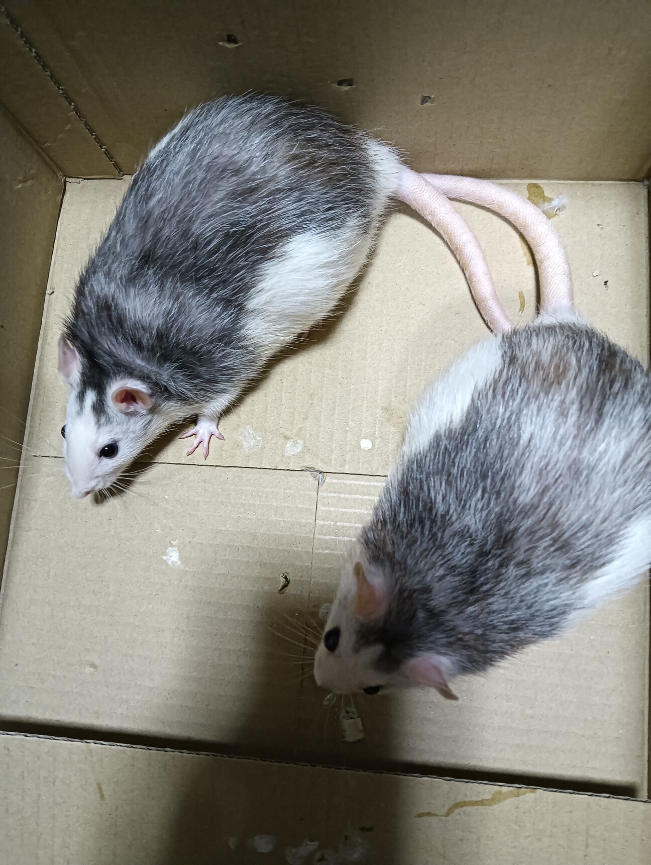 ファンシーラット雌二匹の...」静岡県 - 小動物の里親募集(538648) 1枚 