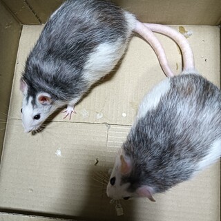 ファンシーラット雌二匹の里親を募集させて頂きます