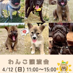 ワンコの譲渡会