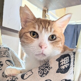 【多頭崩壊レスキュー】モテモテのハンサムボーイ