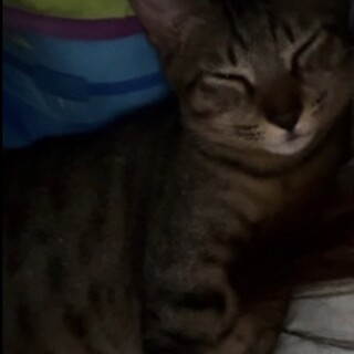 １歳　甘えん坊キジトラ　オス