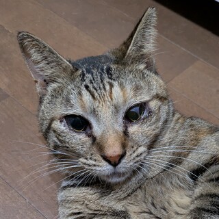 【多頭崩壊】瞳にキラ星！2色のシマシマ柄