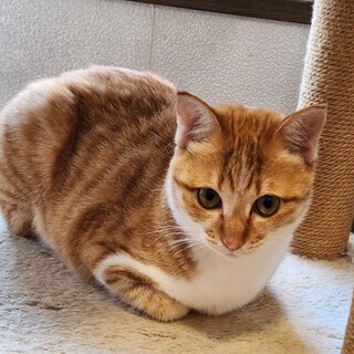 しましましっぽ！キュートな小梅ちゃん