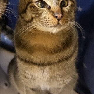 １歳　甘えん坊キジトラ　オス