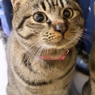 １歳　甘えん坊キジトラ　オス