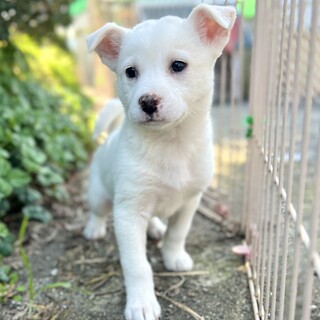 優しい毛色が人気の かしわくん