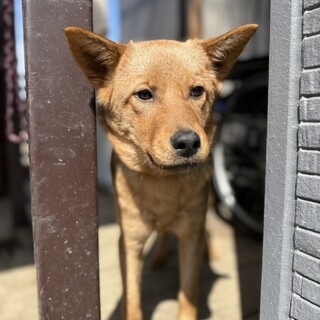 クールビューティーなココアちゃん