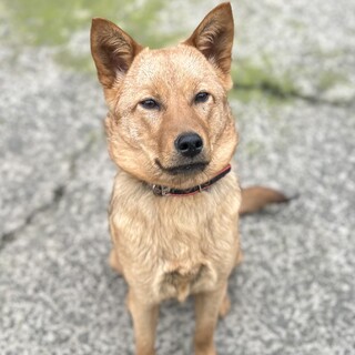 クールビューティーなココアちゃん