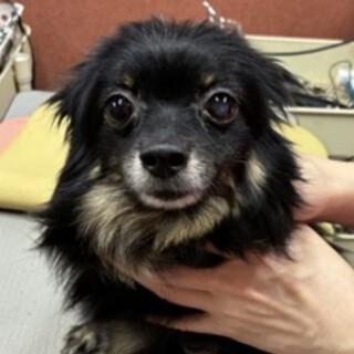 ポメラニアンの女の子