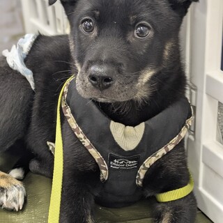 可愛いビビリな子犬センくん