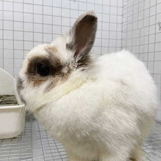 ネザーランドドワーフ