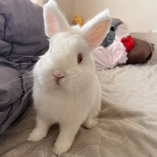 名古屋市！ネザーランドドワーフ