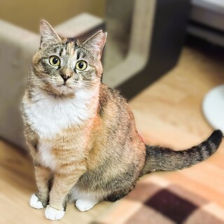 かわいいおめめクリクリ縞ミケ姫❤なみ