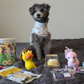 トイプードル1歳 ♂  生活環境急変のため里親募集