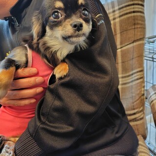 【チワワ】推定2025年生♀みはるちゃん