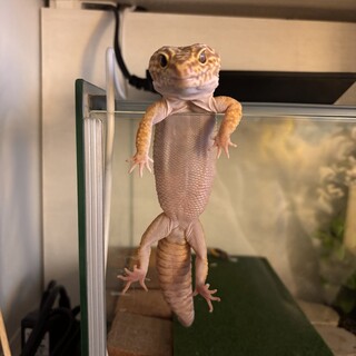 レオパの里親募集