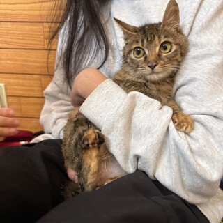 女の子の麦わら猫ちゃん