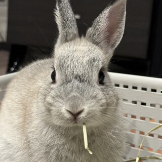 ネザーランド　うさぎ　メス