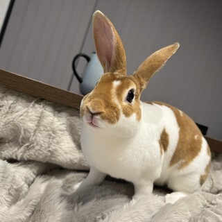 ミニレッキス　♂