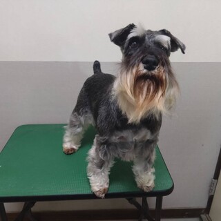 人懐こく可愛いミニチュアシュナウザー