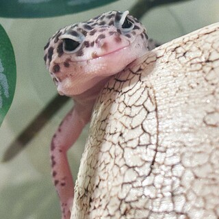 レオパ②匹目の里親募集