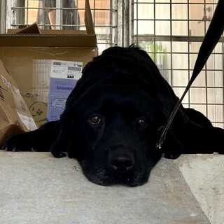 外の世界を知りはじめたロロくんに、優しいご縁を！