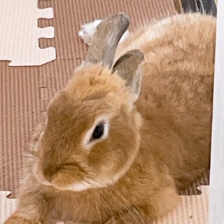 ネザーランドドワーフ♂︎ の里親募集中です！