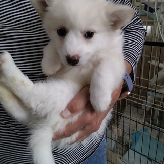 11日の譲渡会に参加します、リコッタちゃん