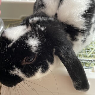 ドワーフロップ♂︎ の里親募集中！