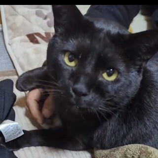 3本足.白血病にも負けない10キロボーイ❗️