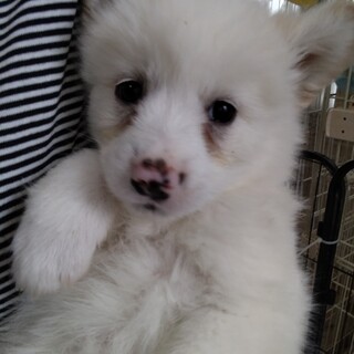 11日の譲渡会に参加します、チェダーちゃん