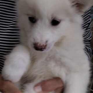 11日の譲渡会に参加します、マルカルポーネ