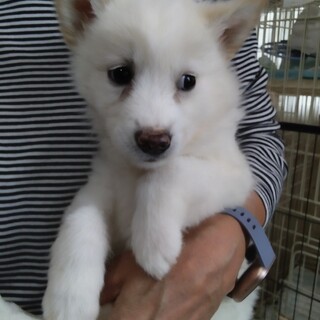 11日の譲渡会に参加します、カマンベール