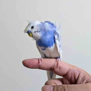 セキセイインコ　羽衣